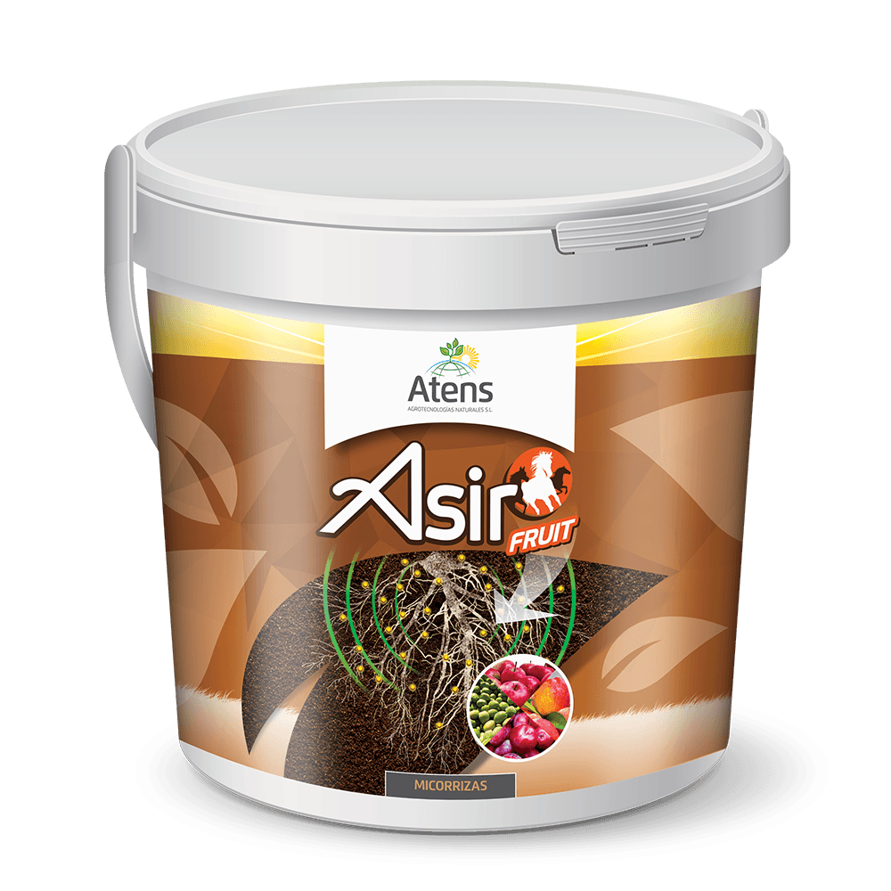 Asir Fruit