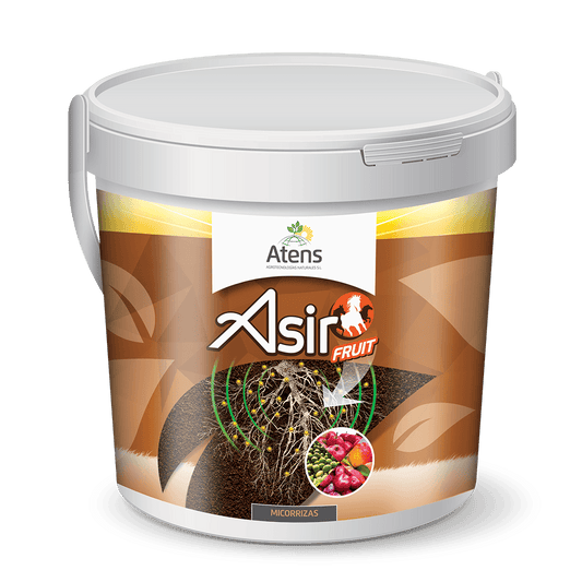 Asir Fruit