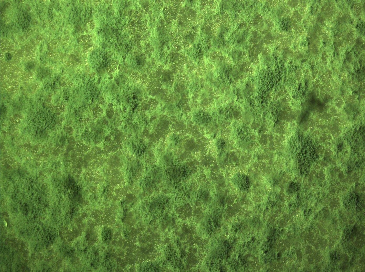 Trichoderma: bioprotección natural para tus cultivos