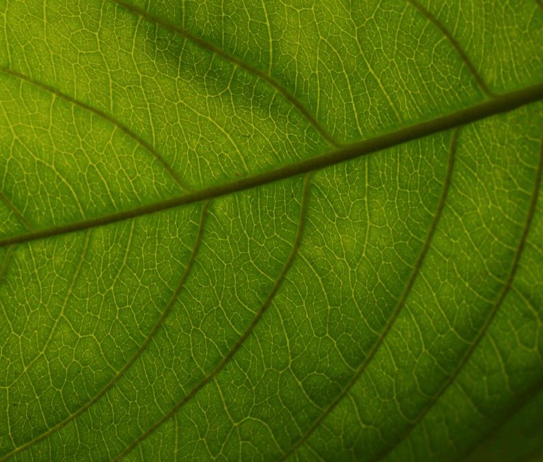 Extractos vegetales