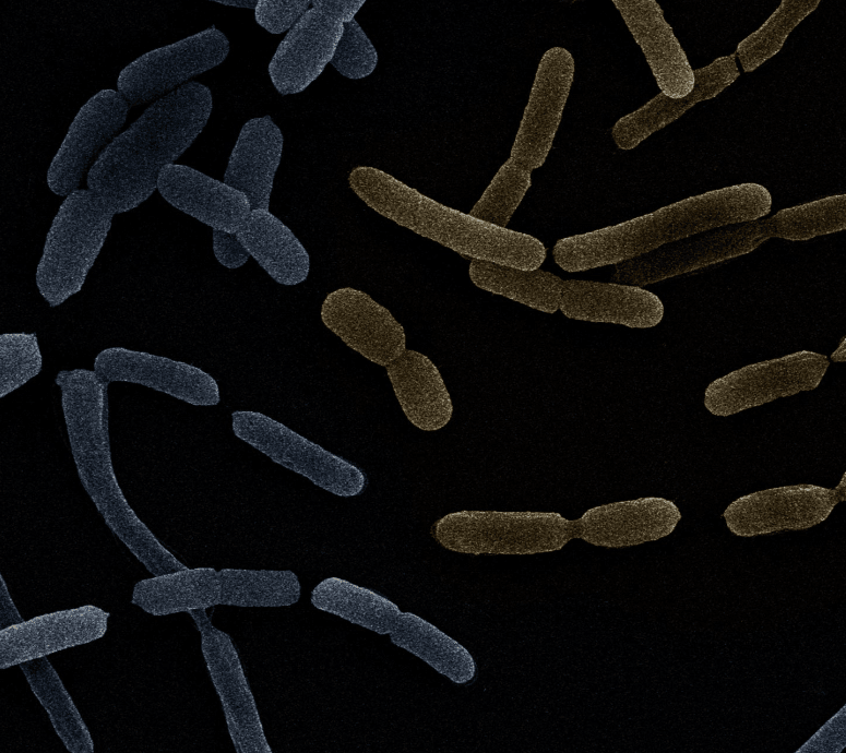 Bacteria