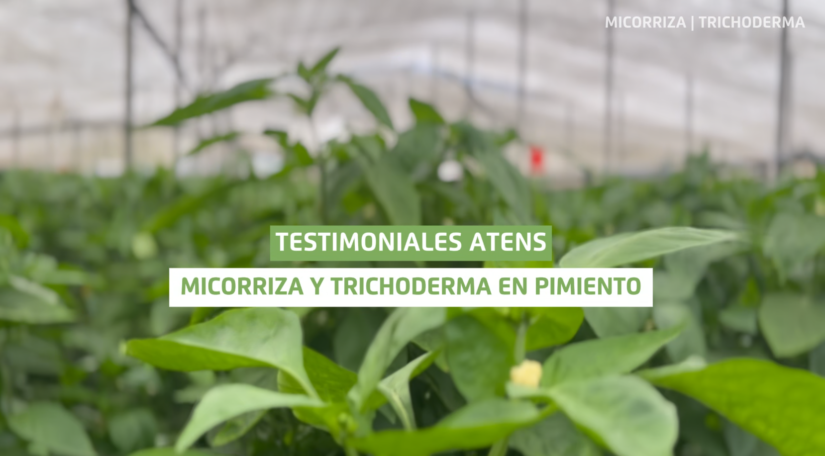 Cargar video: Caso de exito - Micorriza y Trichoderma en Pimiento